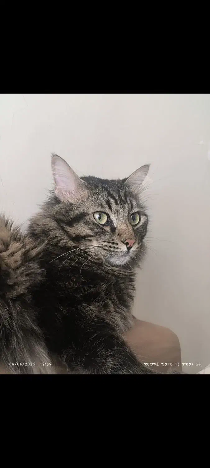 گربه گمشده|حیوانات|تبریز, |دیوار