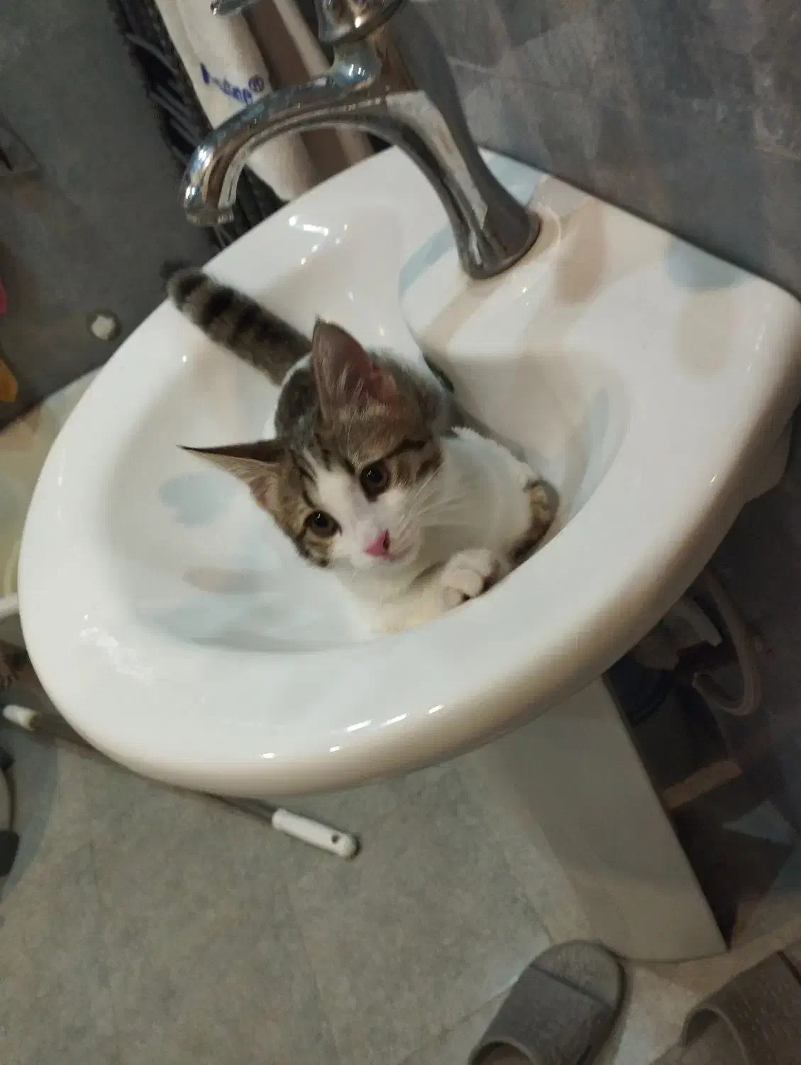 بچه گربه نر پنج ماهه|گربه|پرند, فاز ۶|دیوار