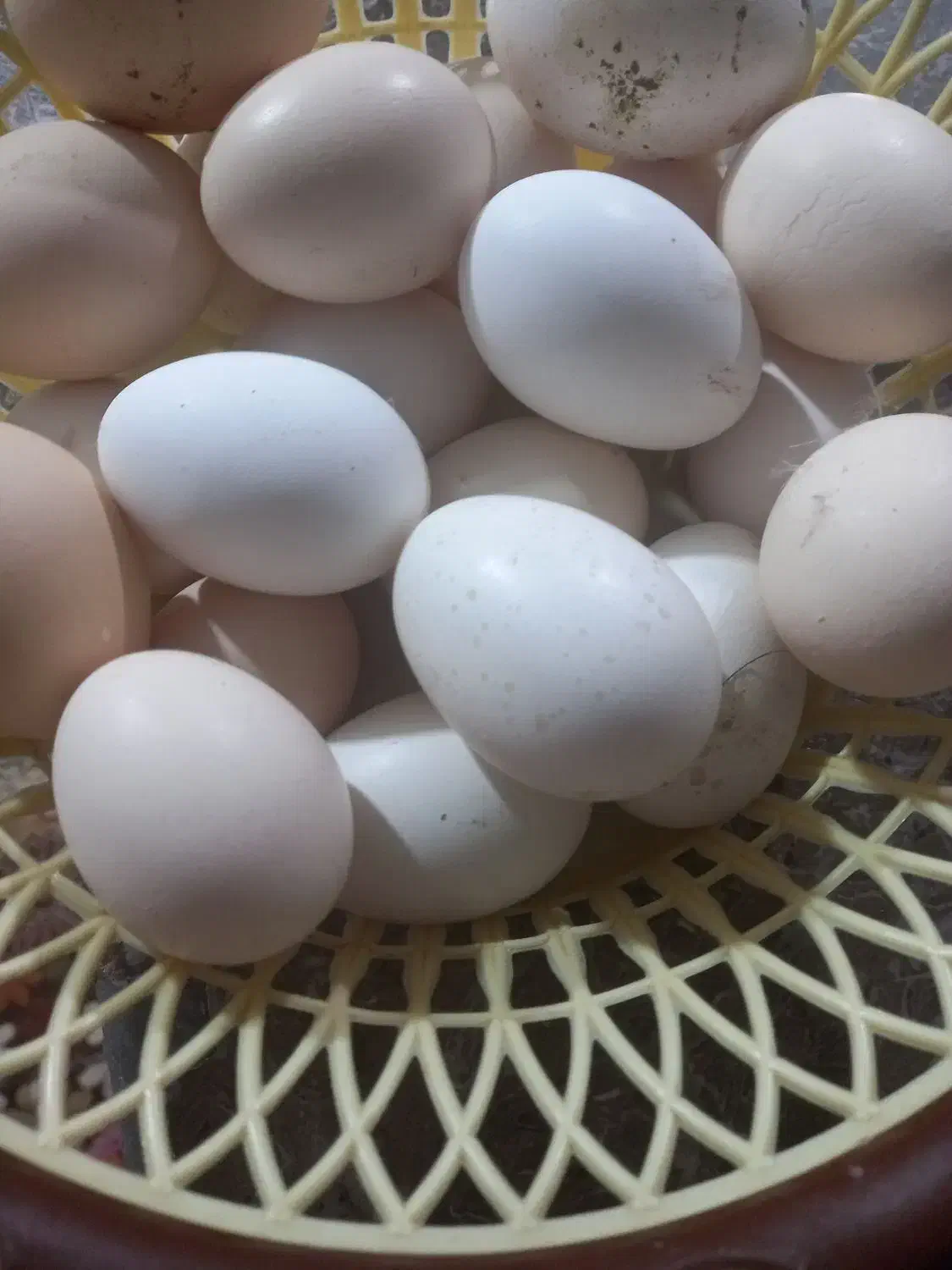 تخم مرغ  نطفه دار|حیوانات مزرعه|اهواز, کمپلو شمالی|دیوار