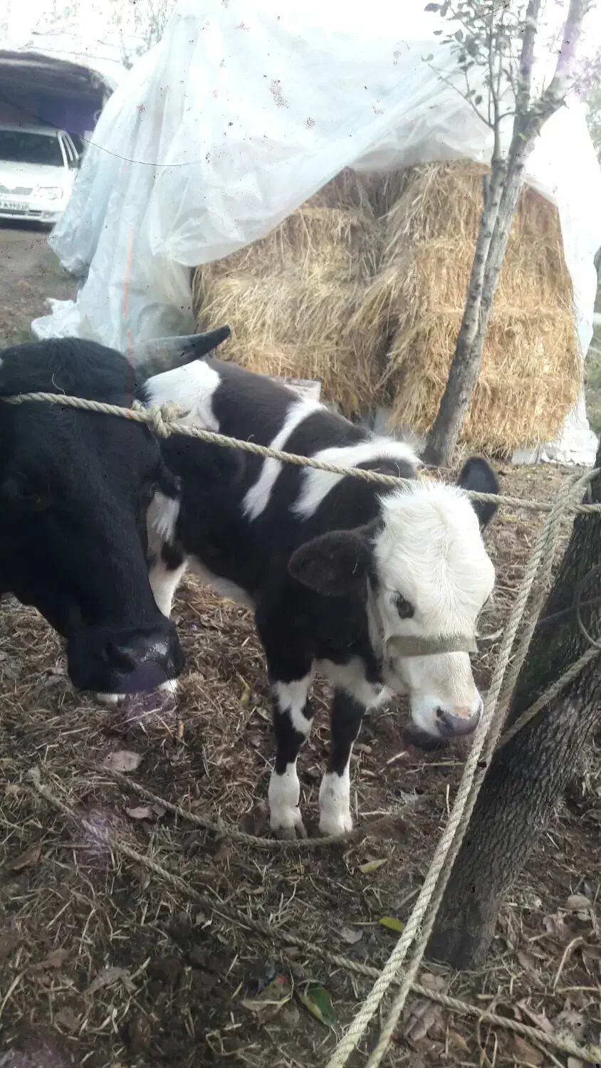 گاو شیری حامله با گوساله|حیوانات مزرعه|شاندرمن, |دیوار