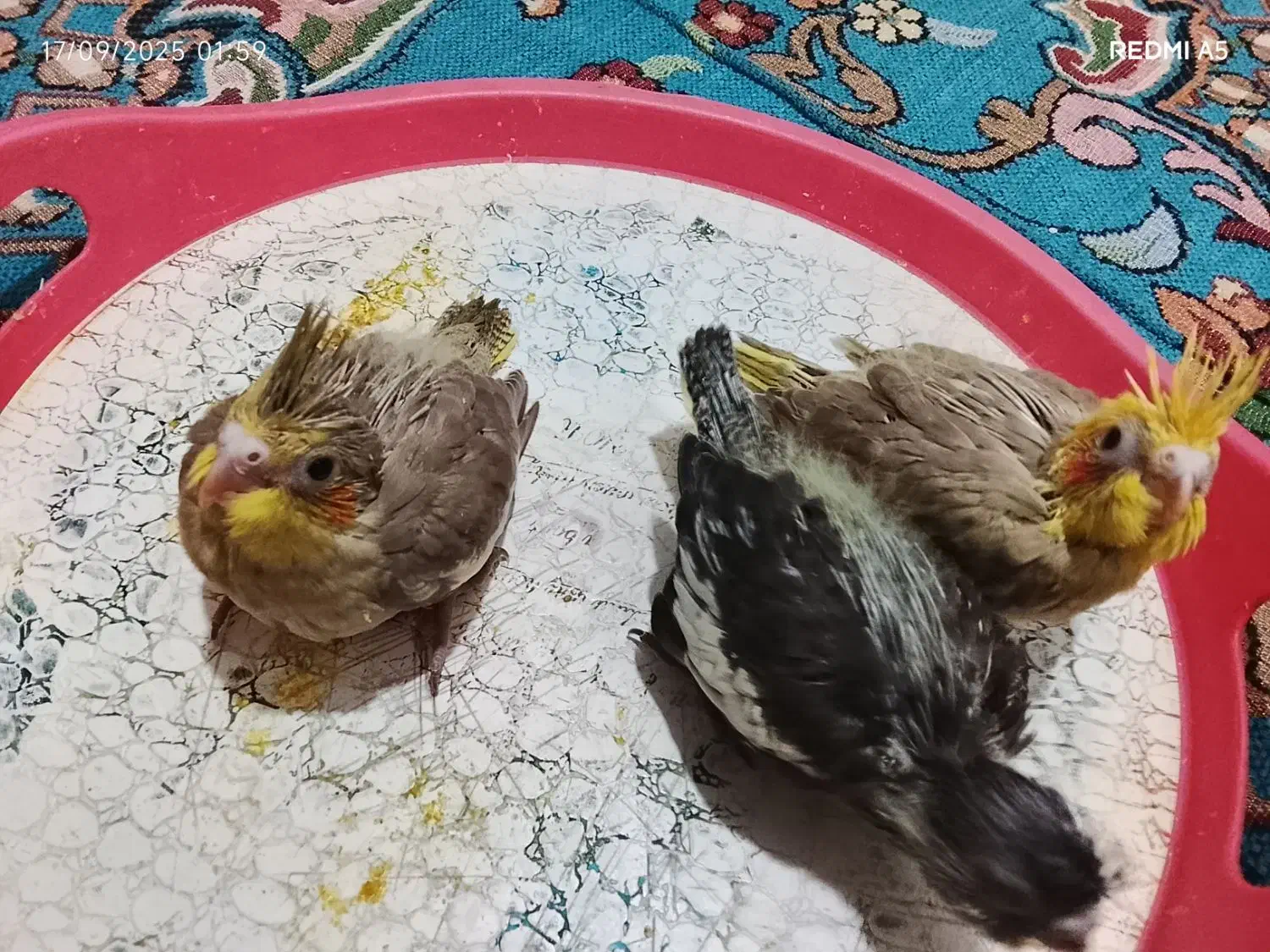 جوجه نرمه خور عروس هلندی|پرنده|بندر کنگان, |دیوار