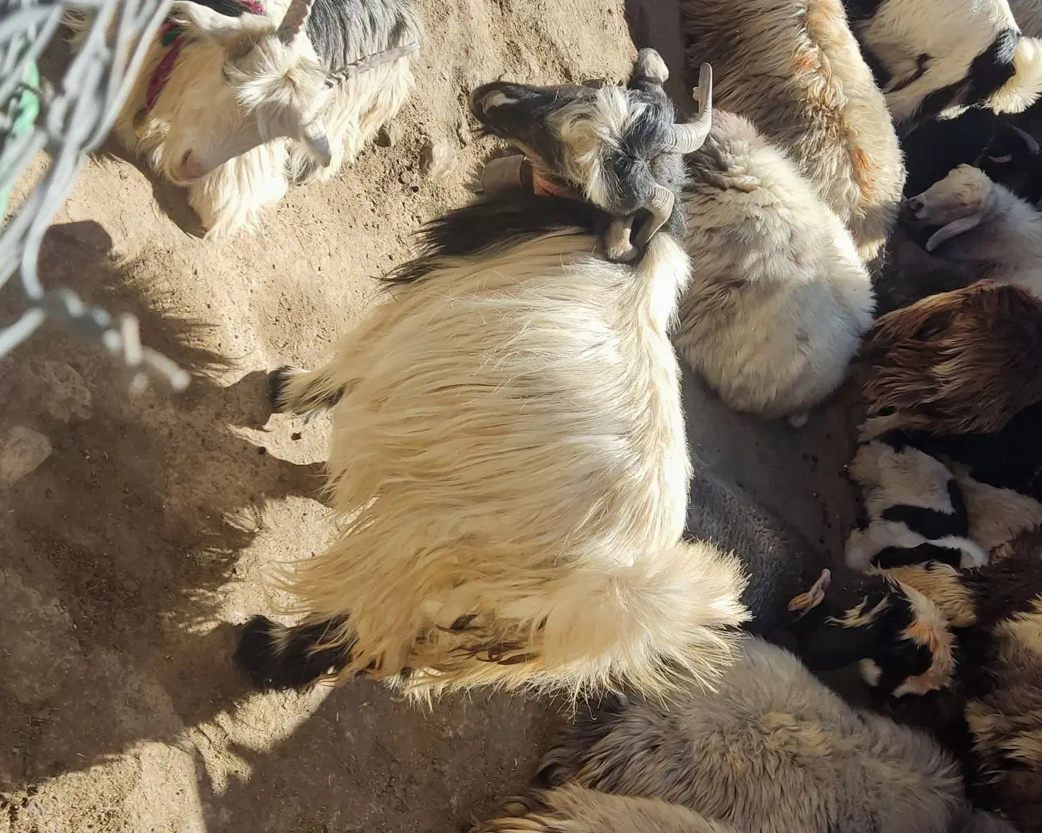 تیشتر ترکی آبستن|حیوانات مزرعه|کوهرنگ, |دیوار