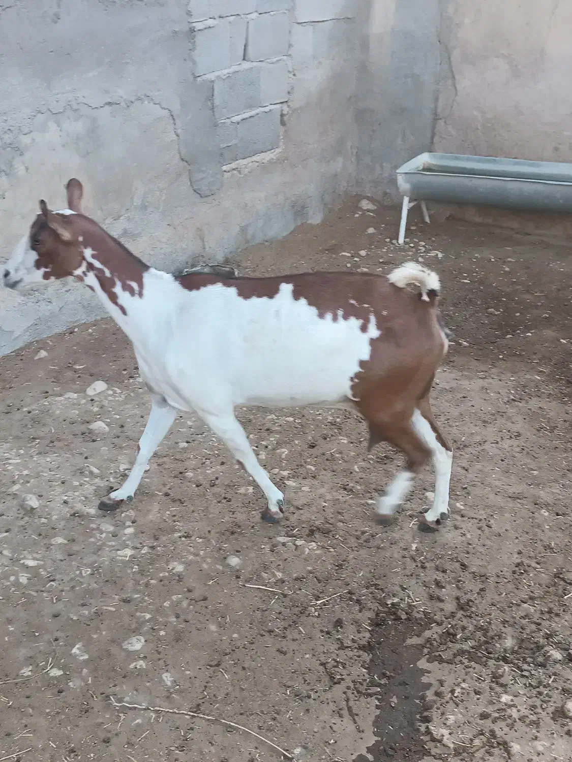 بز چاق|حیوانات مزرعه|برازجان, |دیوار