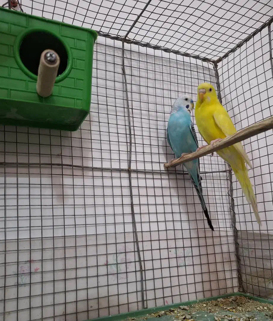 مرغ عشق خوش رنگ و خوش ذات و خوش قیمت|پرنده|فسا, |دیوار