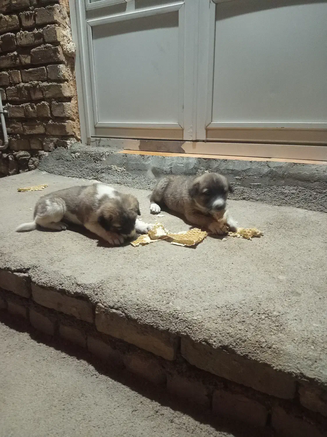 سگ سرابی|سگ|اسلام‌‌آباد غرب, |دیوار