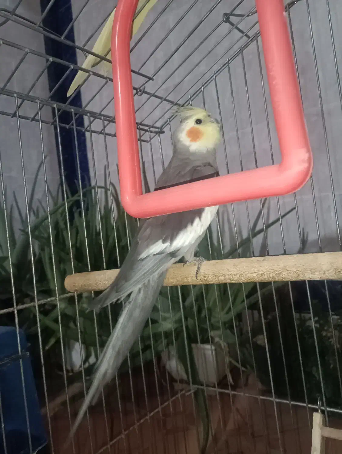 عروس هلندی|پرنده|خرمآباد, |دیوار