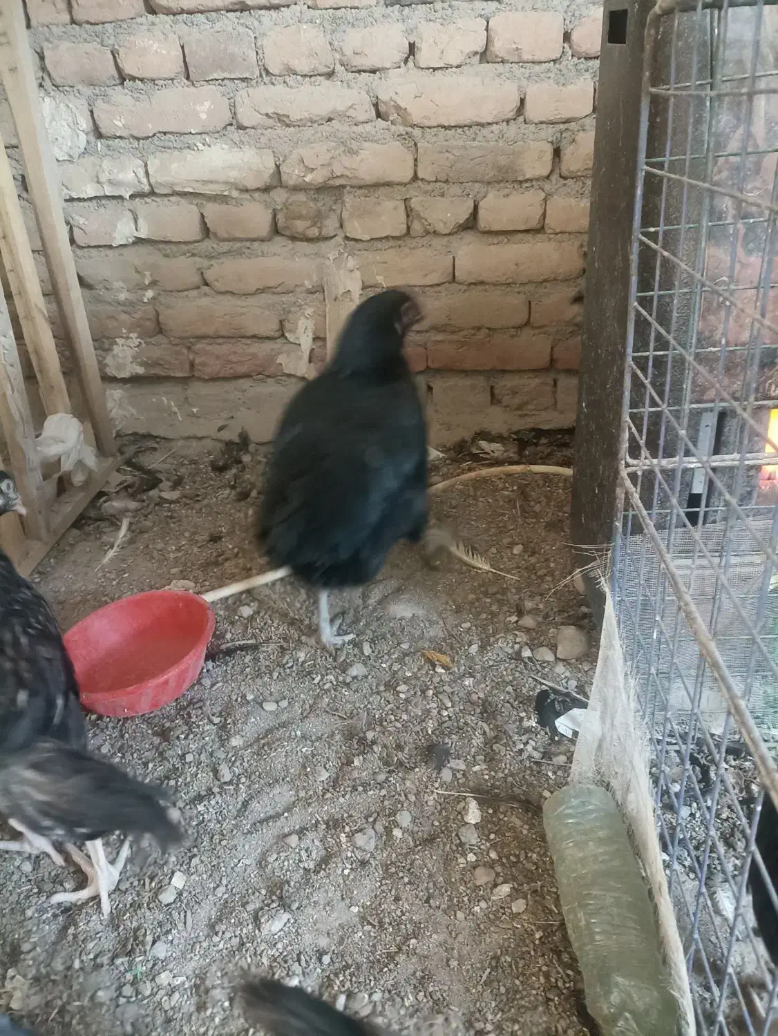 مرغ لاری|حیوانات مزرعه|باسمنج, |دیوار