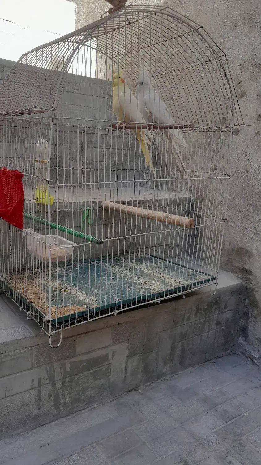 طوطی عروس|پرنده|اردبیل, |دیوار