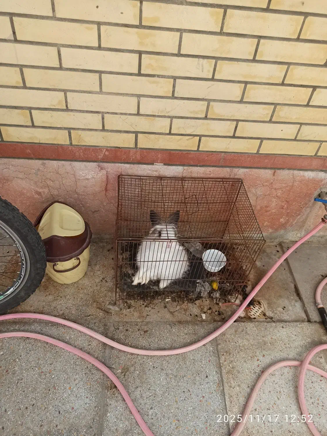 خرگوش خونگی|موش و خرگوش|شاهین‌شهر, خانه کارگر|دیوار