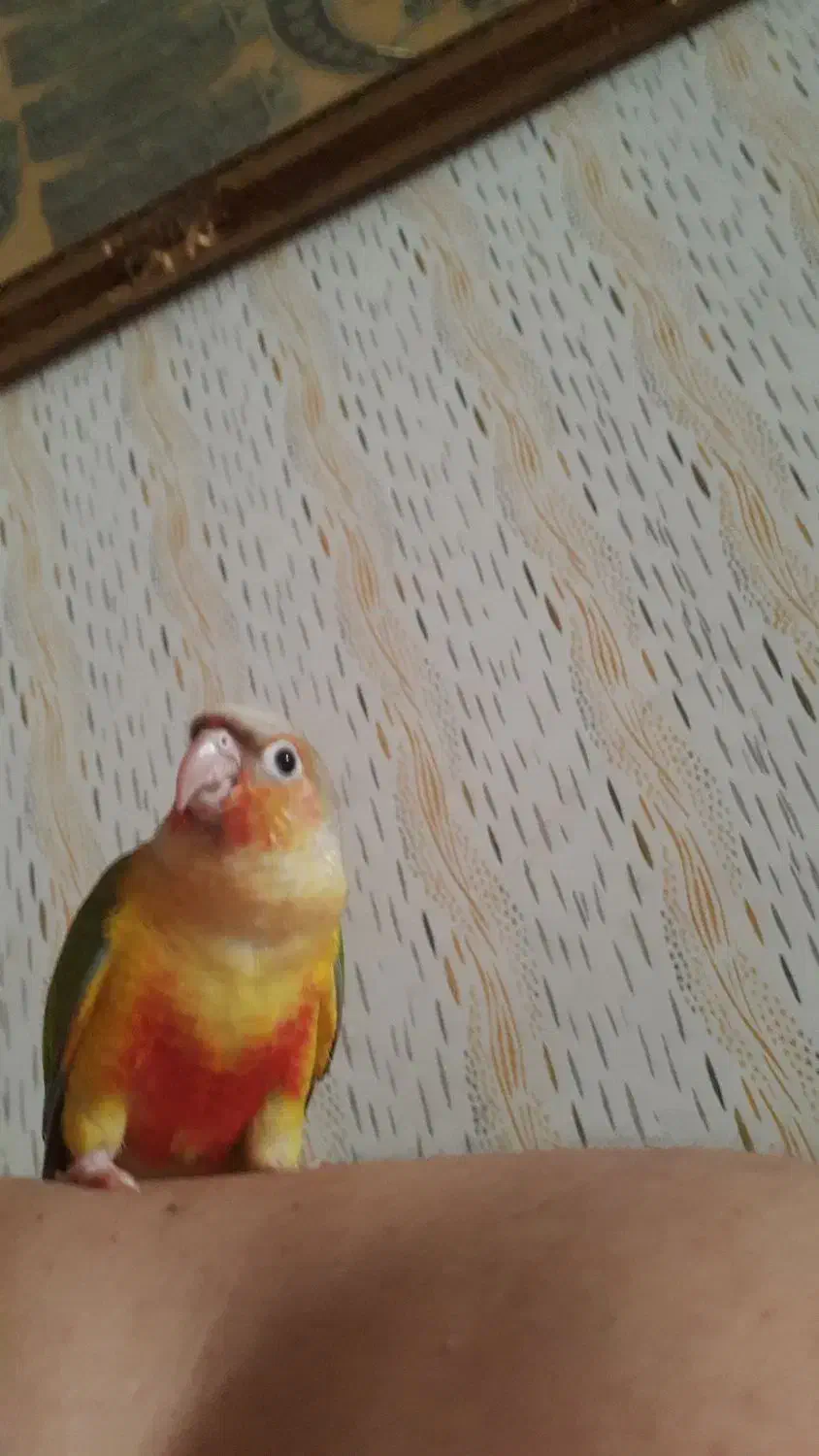 گرینچیک ۵ماهه دستی شاه تخم باهوش|پرنده|مشهد, سازمان آب|دیوار