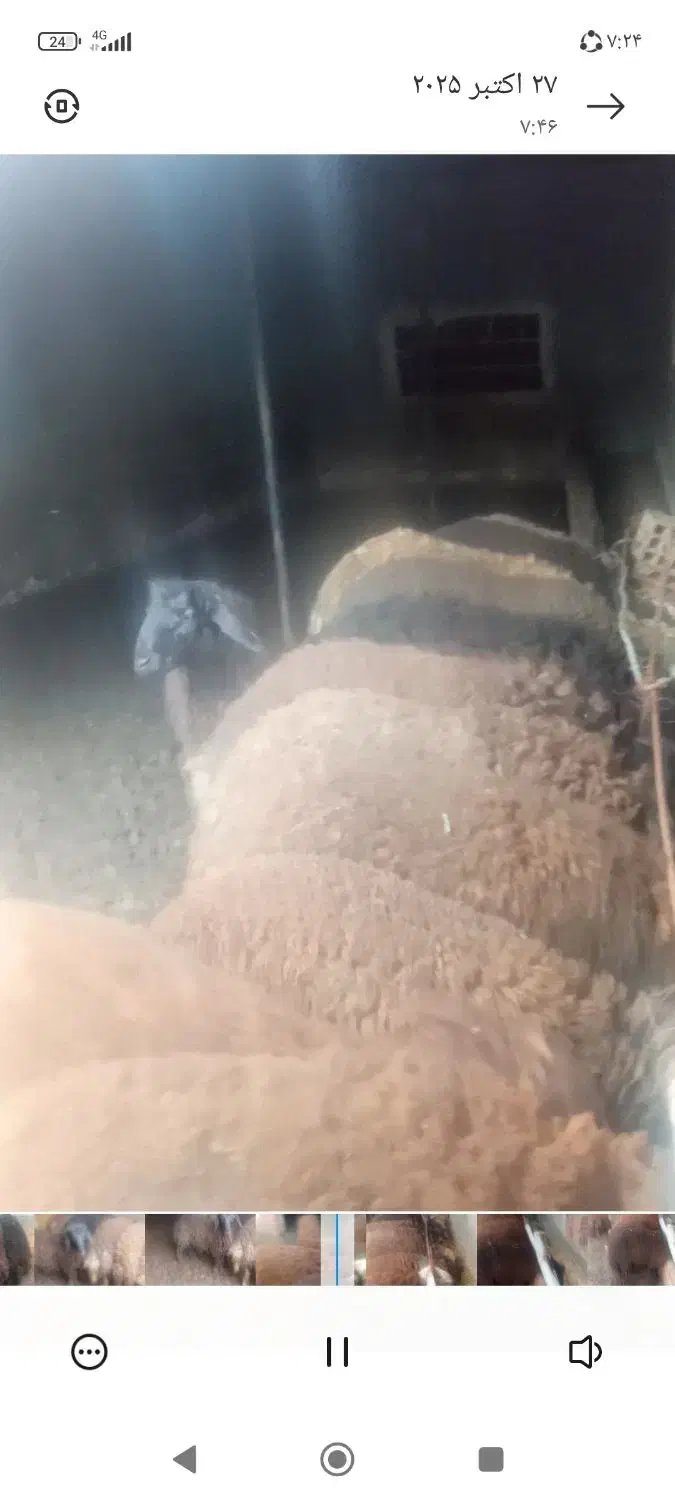 گوسفند|حیوانات مزرعه|بندر گز, |دیوار