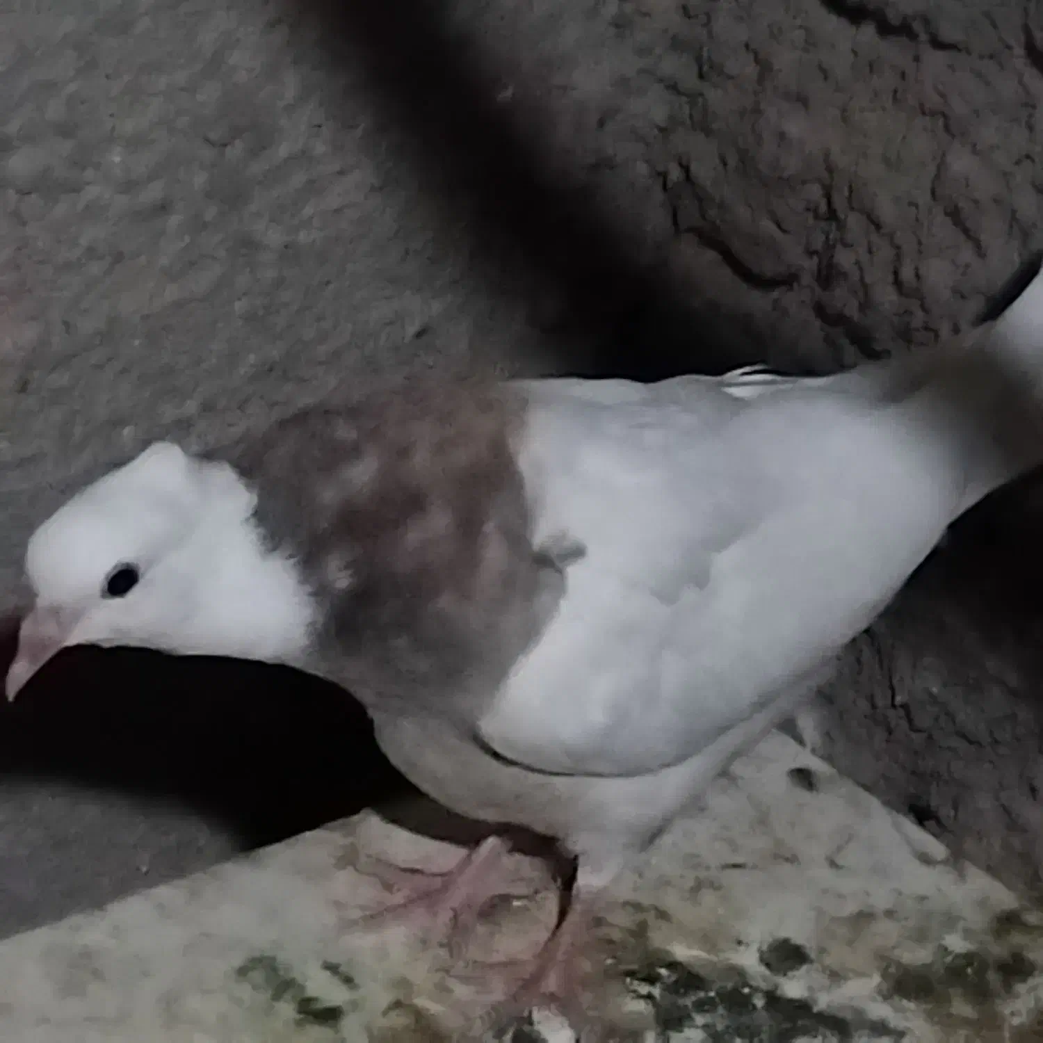 طوقی|پرنده|پیر سلیمان, |دیوار