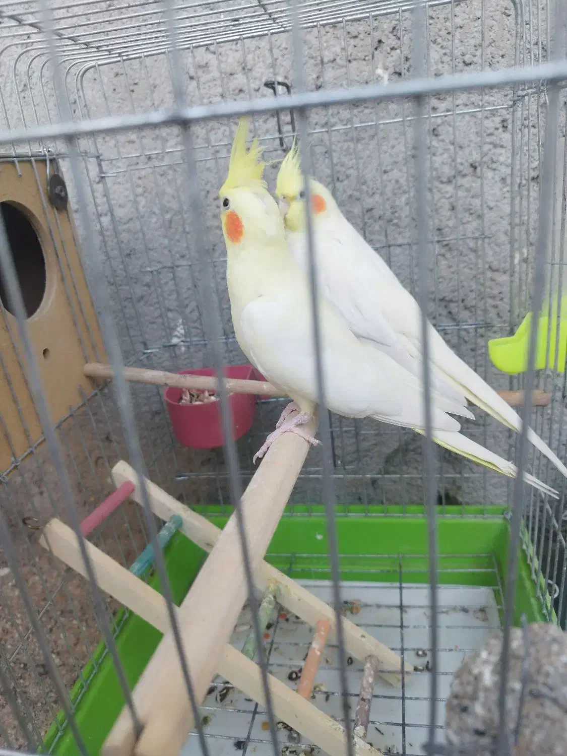 عروس پاریس هلندی|پرنده|اهواز, گلدشت|دیوار