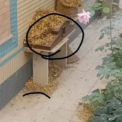 آکواریوم|ماهی|خمینیشهر, |دیوار