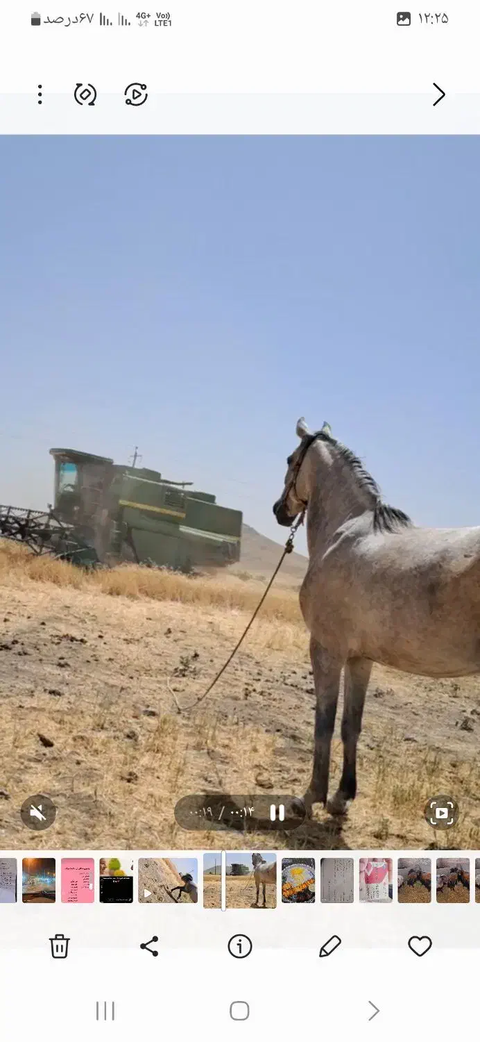 مادیان فروشی قیمت 40ملیون|اسب و تجهیزات اسب‌سواری|اسدآباد, |دیوار