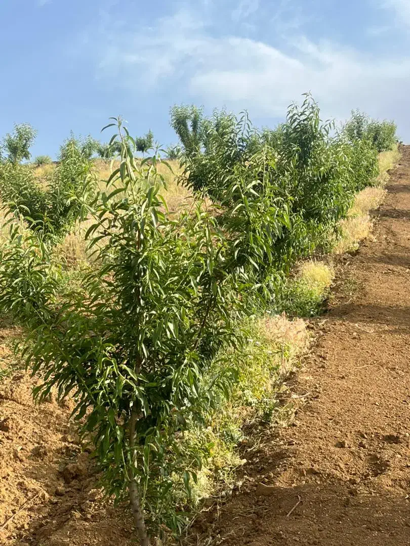 خدمات تخصصی و حرفه ای باغبانی وفضای سبز|خدمات باغبانی و درختکاری|سنندج, |دیوار