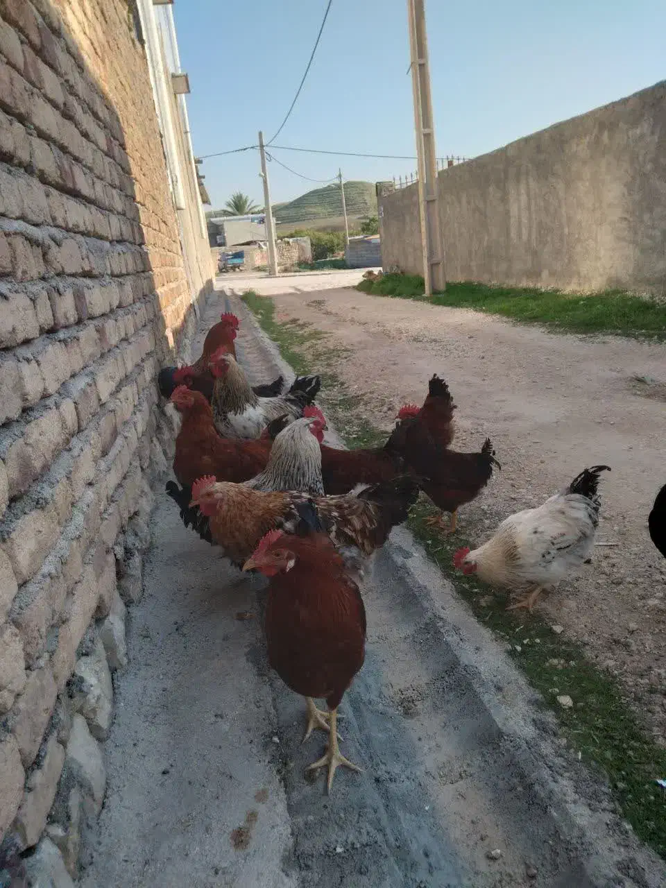 خروس محلی|حیوانات مزرعه|سرپل ذهاب, |دیوار