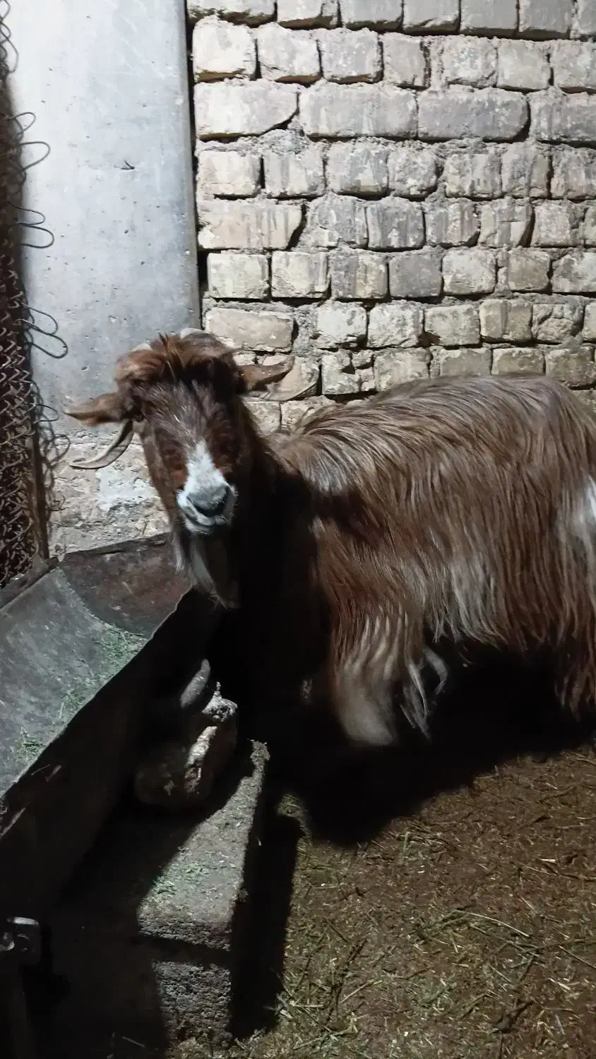 بز بره|حیوانات مزرعه|برخوار, |دیوار