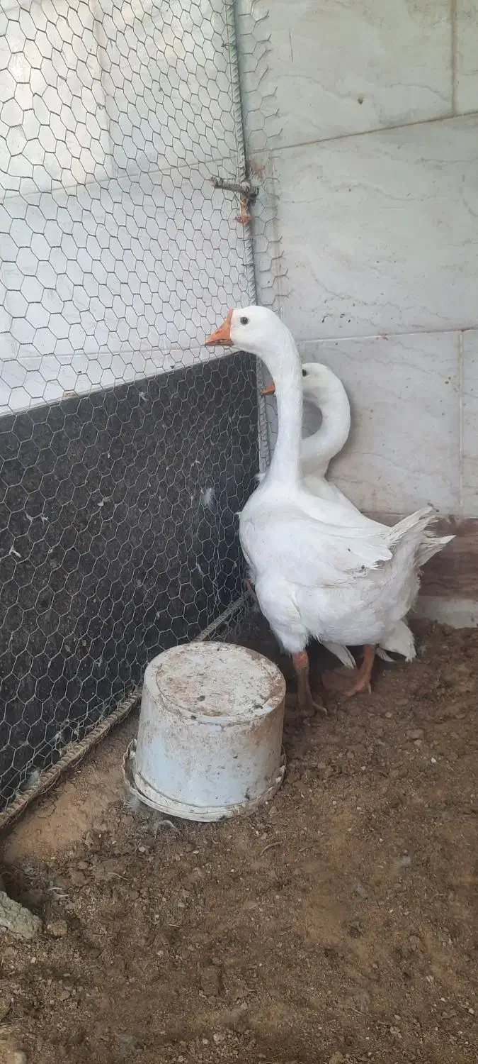 قوقاز چینی سفید|حیوانات مزرعه|چغادک, |دیوار