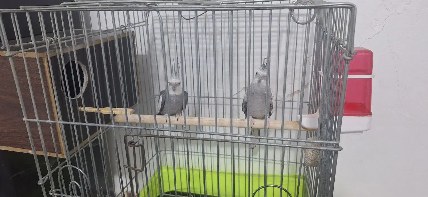 عروس هلندی نرو ماده ب فروش میرسد|پرنده|نسیمشهر, |دیوار