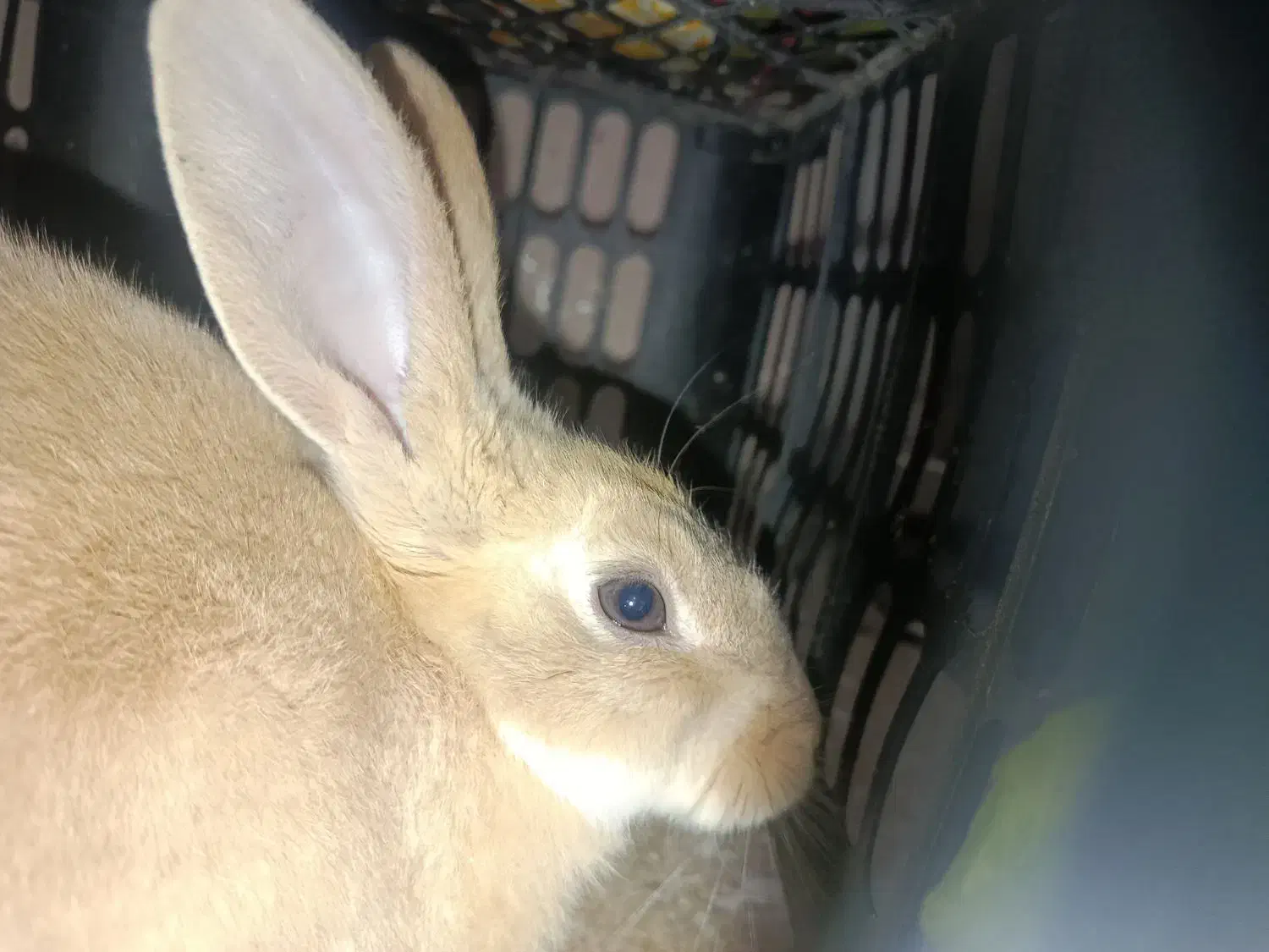 خرگوش باهوش وبازیگوش|موش و خرگوش|فولادشهر, B1|دیوار