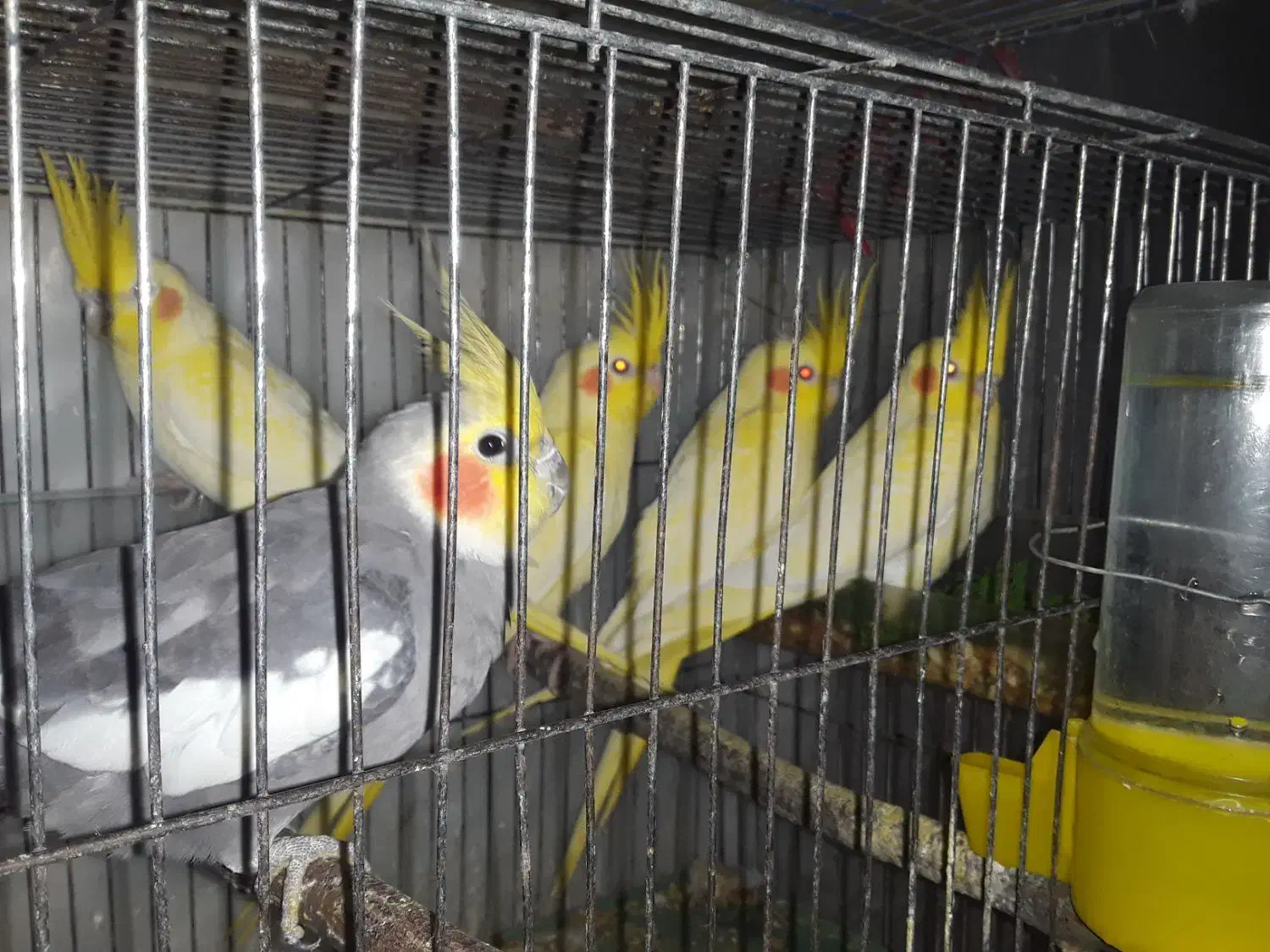 عروس هلندی لوتینو زعفرانی|پرنده|رشت, فرزانه|دیوار