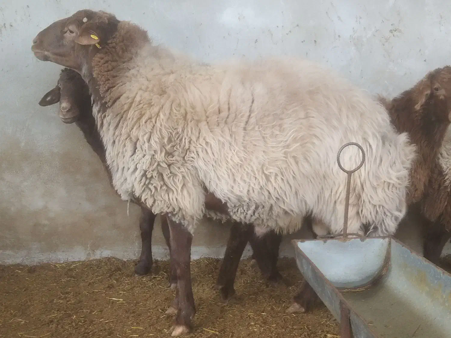 قوچ و بره‌قوچ‌های همو|حیوانات مزرعه|بجنورد, |دیوار