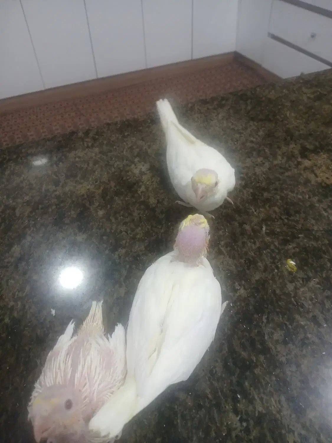 دو عدد جوجه لتینو یک ماه دارن هنوز پیش  پدرومادر|پرنده|دزفول, |دیوار