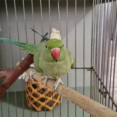 طوطی ملنگو|پرنده|شهر ری, ظهیرآباد|دیوار