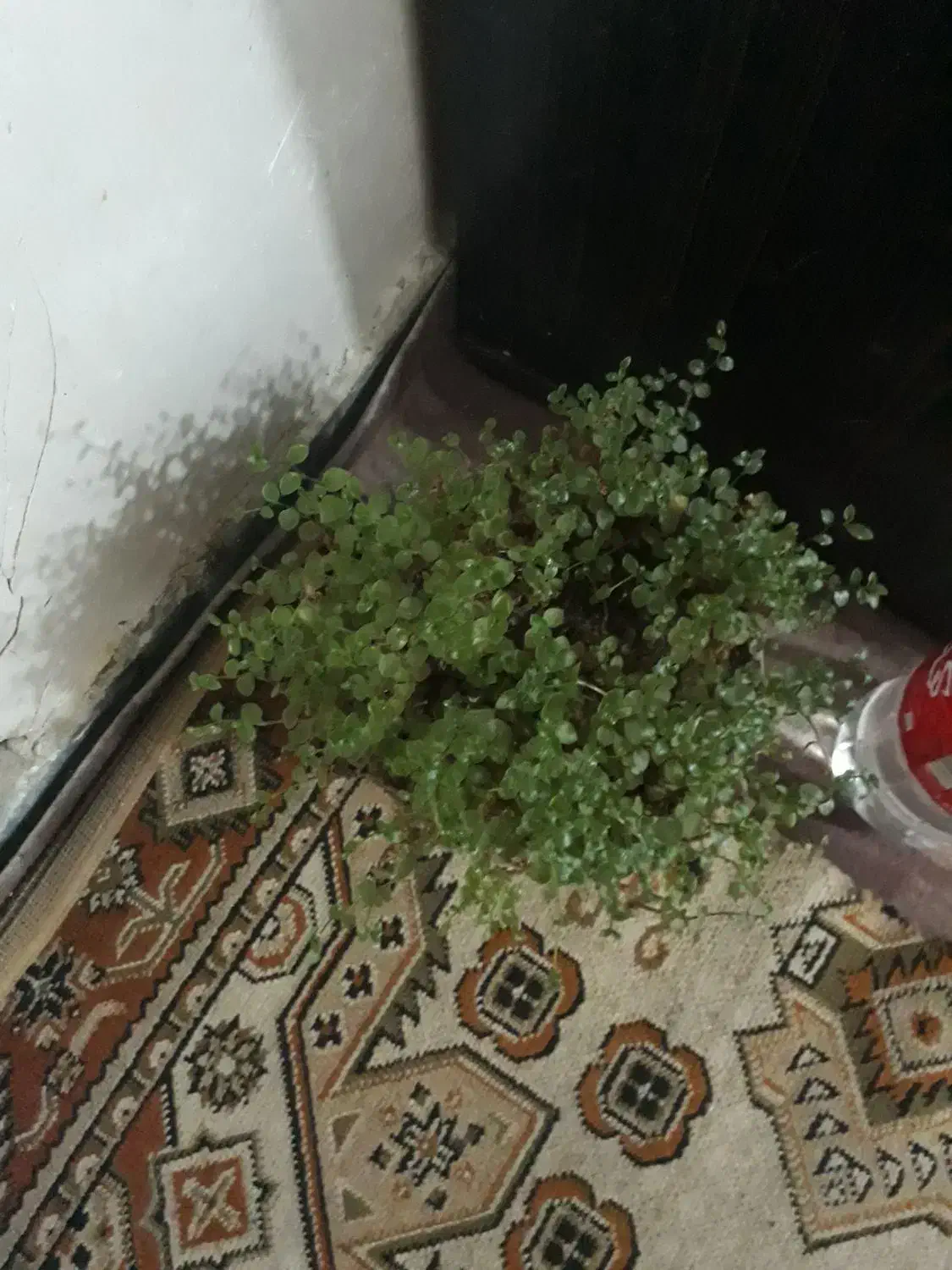 ب علت جابجابی|گل و گیاه طبیعی|مسجد سلیمان, |دیوار