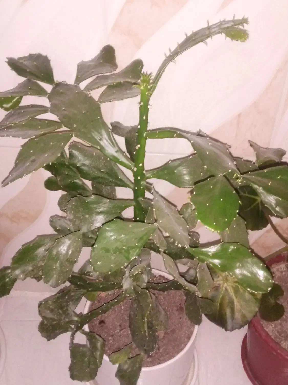 گل کاکتوس|گل و گیاه طبیعی|صحنه, |دیوار