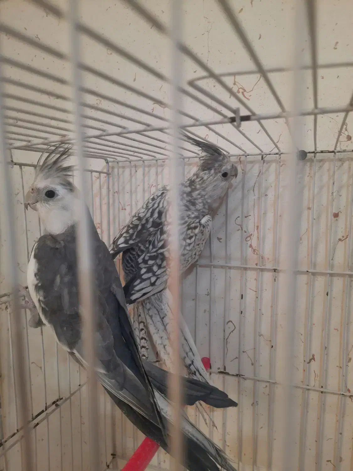 جفت عروس هلندی وایت فیس وایزابلا فروشی|پرنده|فردوس (خراسان), |دیوار