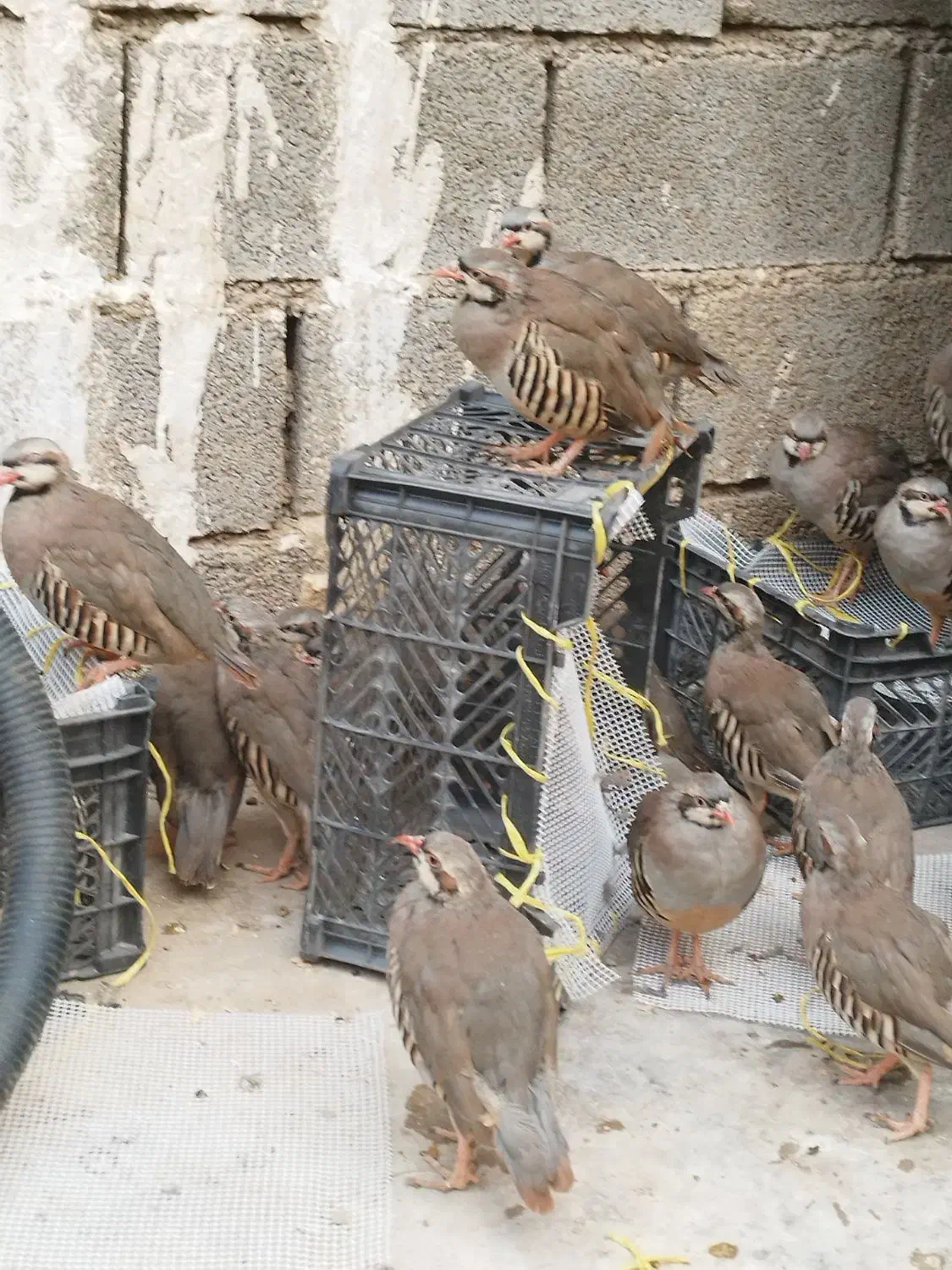 بوقلمون|پرنده|بهبهان, |دیوار