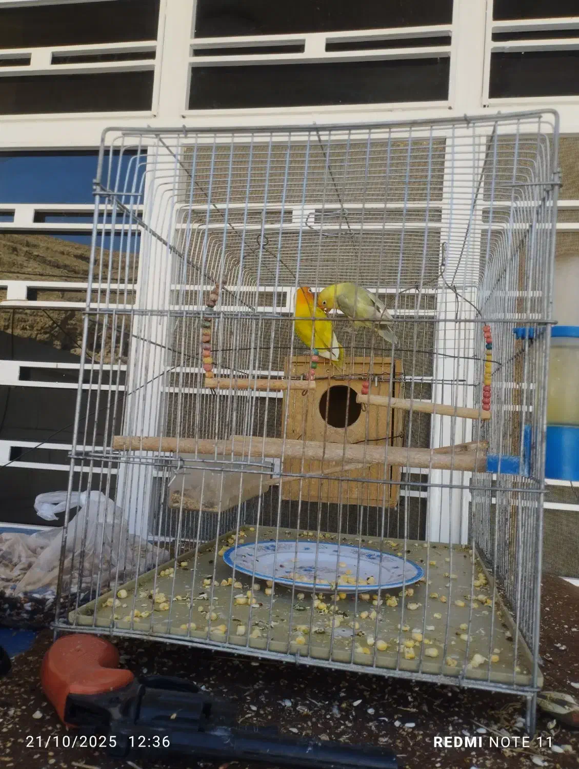 پرنده|پرنده|چرام, |دیوار