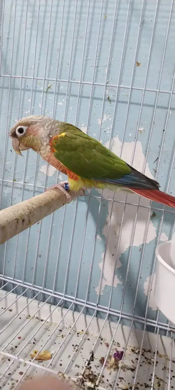 گرینچیک نر|پرنده|میاندوآب, |دیوار