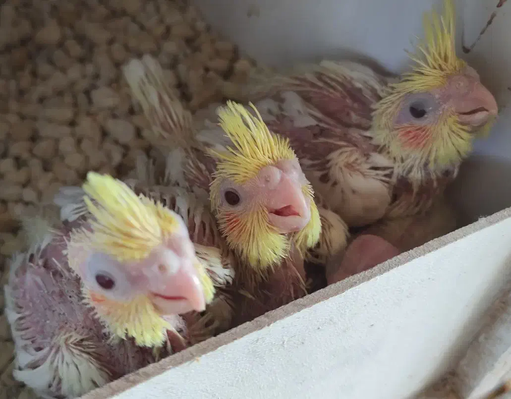 جوجه عروس هلندی سرلاکی|پرنده|فردوس (خراسان), |دیوار