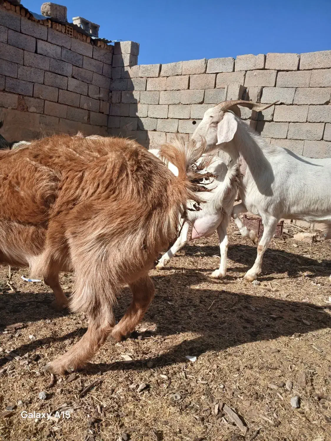 بزسانن|حیوانات مزرعه|سده (خراسان جنوبی), |دیوار