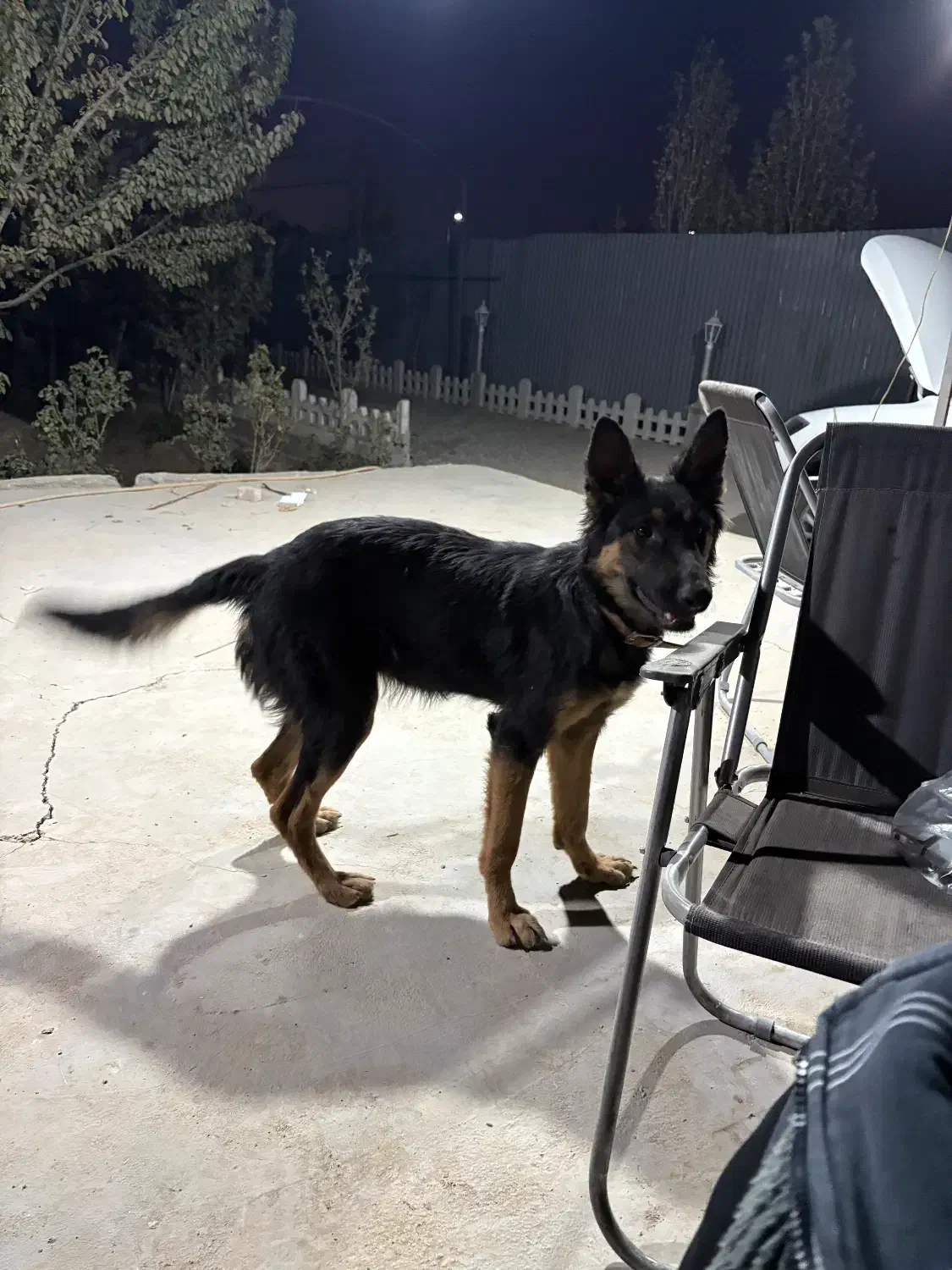 سگ ژرمن|سگ|چهاردانگه (تهران), |دیوار