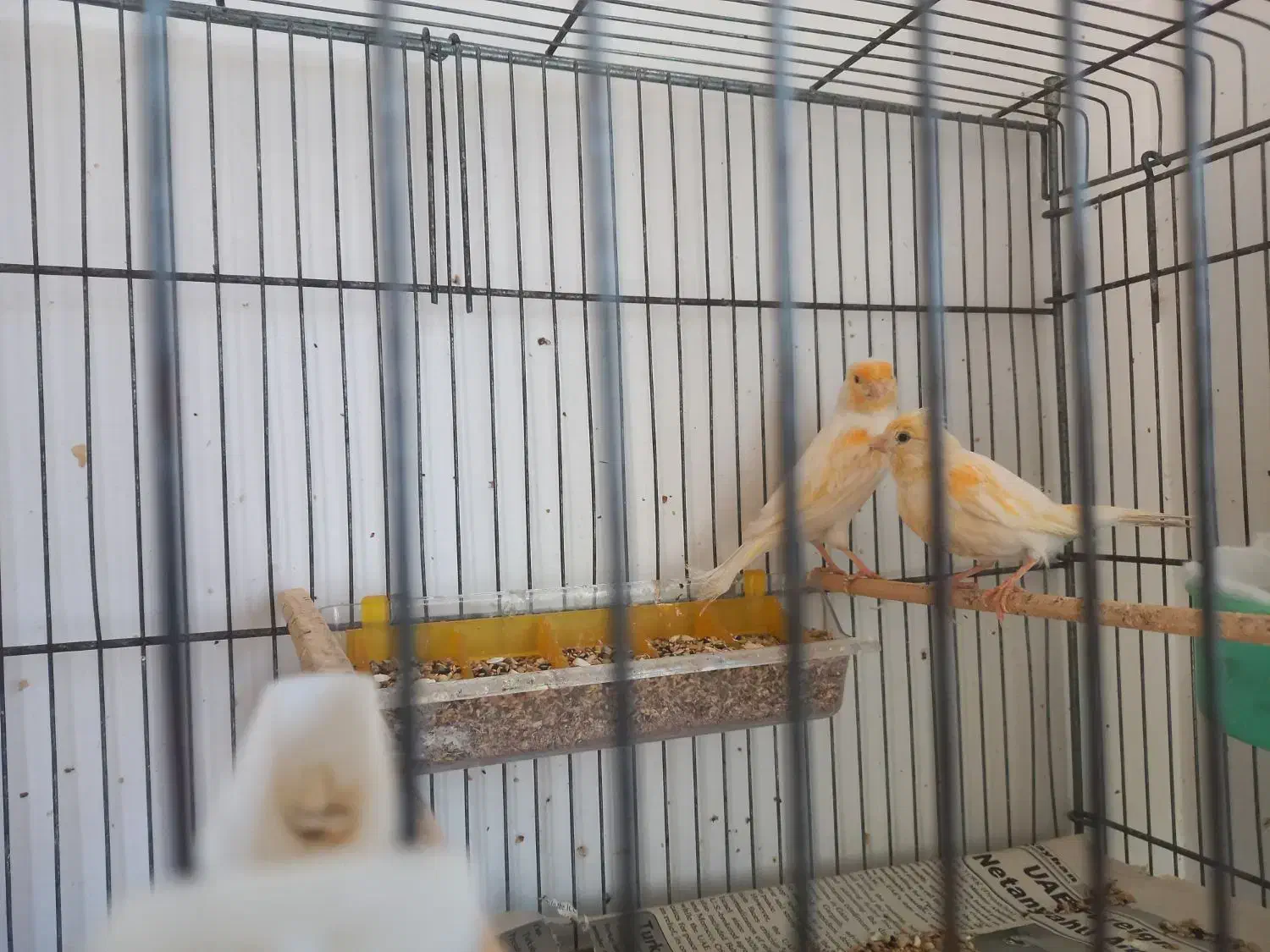 جفت موزایکی|پرنده|نوشین شهر, |دیوار