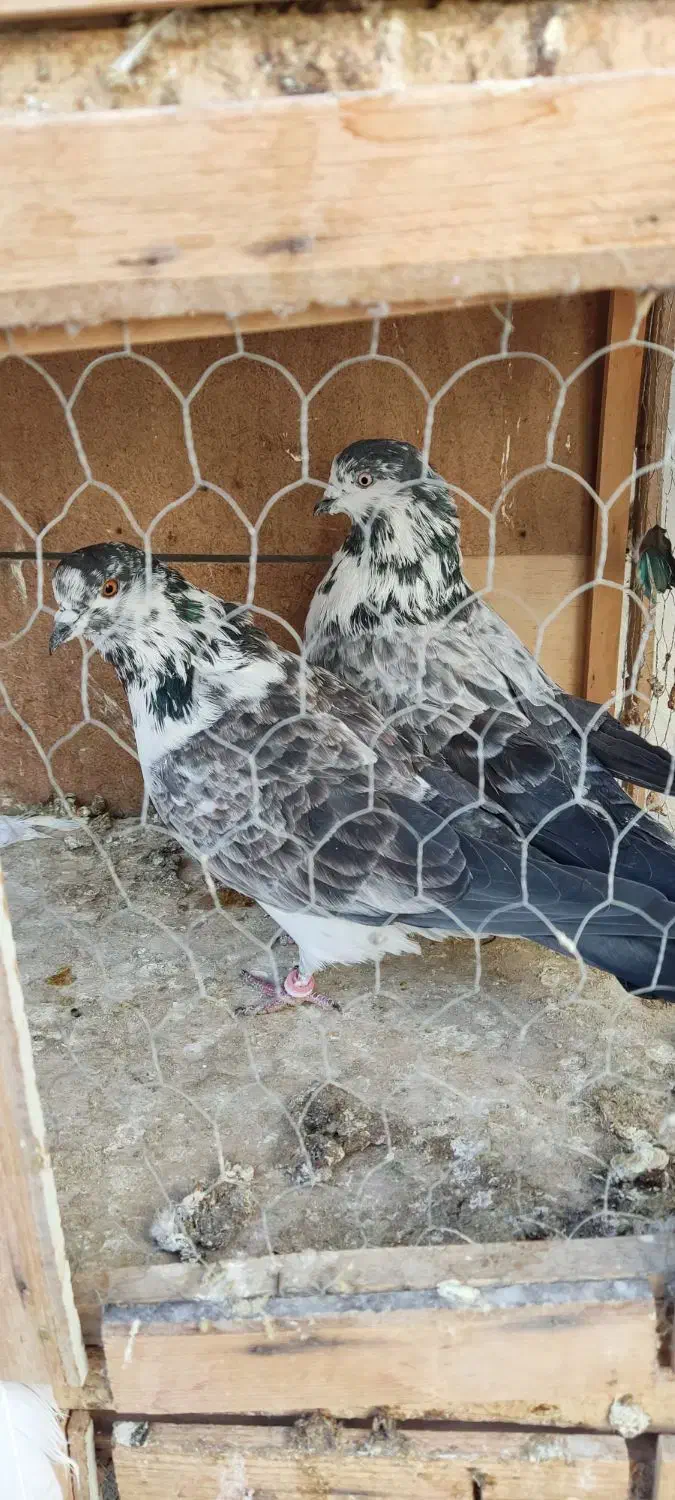 تعدادی  مایه دهنجور ب شرط|پرنده|قرچک, مهدیه|دیوار