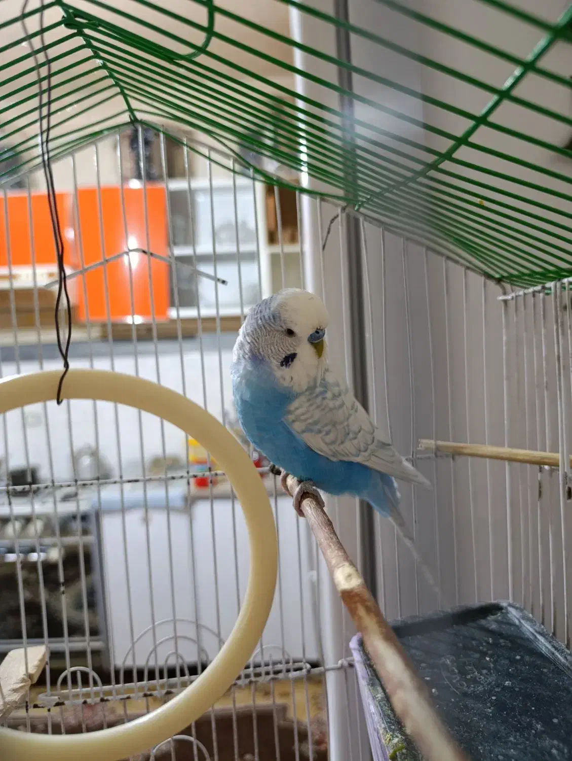 مرغ عشق انگلیسی|پرنده|سقز, |دیوار