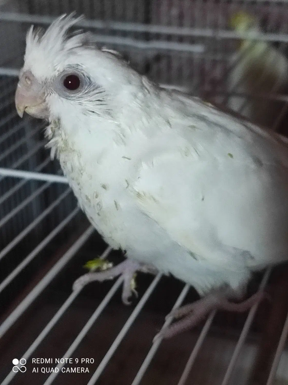 عروس هلندی|پرنده|بندرعباس, |دیوار