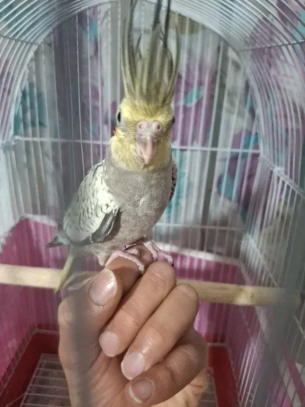 عروس هلندی|پرنده|ماهدشت, |دیوار