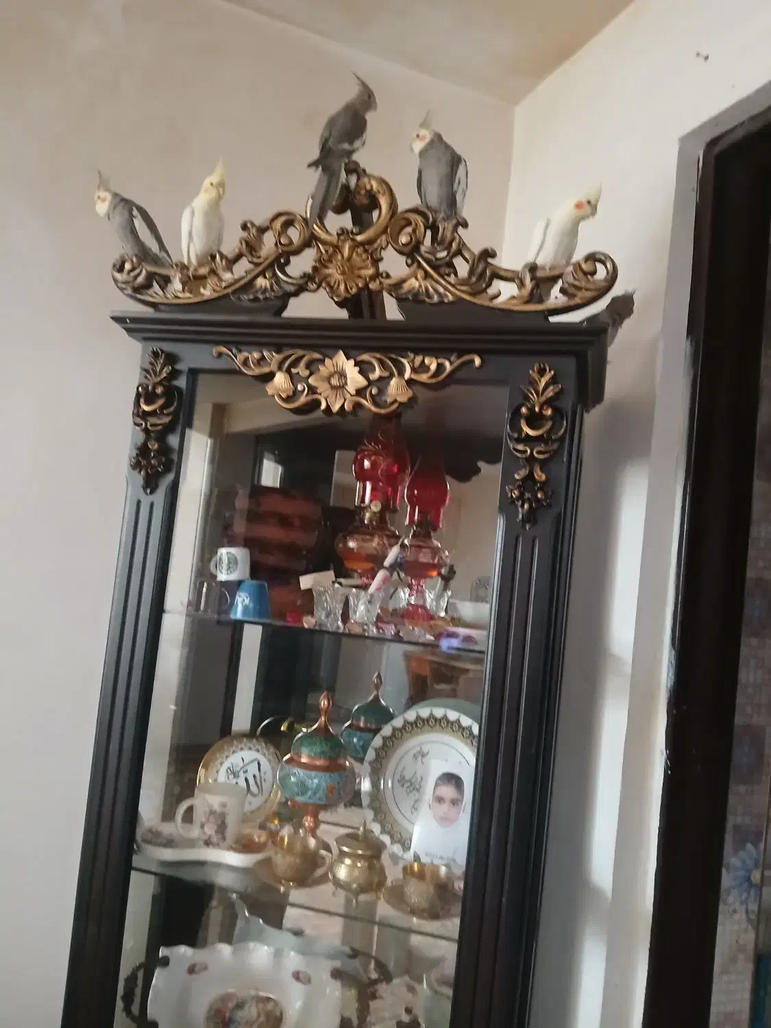 طوطی عروس هلندی|پرنده|الوند, |دیوار