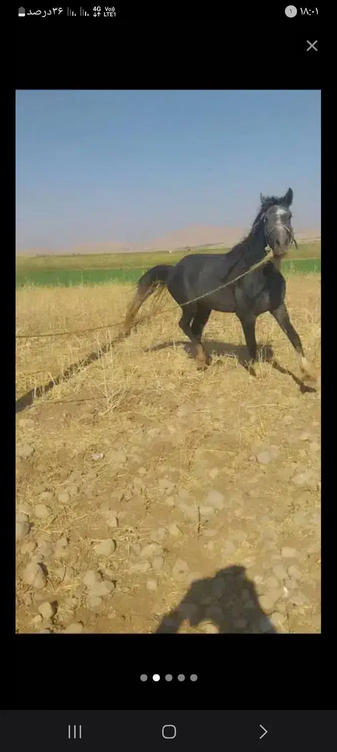 حیوانات مزرعه|حیوانات|ایذه, |دیوار