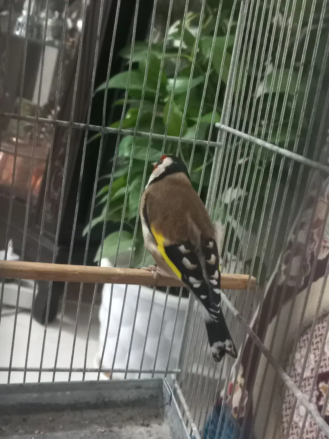 سهره قرص خون|پرنده|محلات, |دیوار