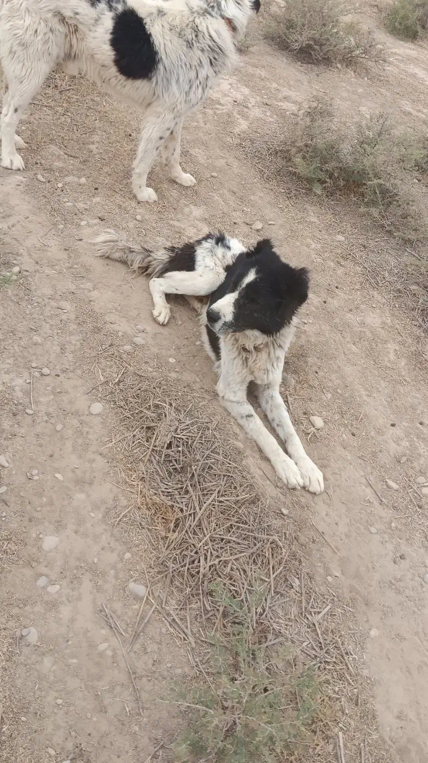 سگ. نرو لاس|سگ|امیدیه, |دیوار