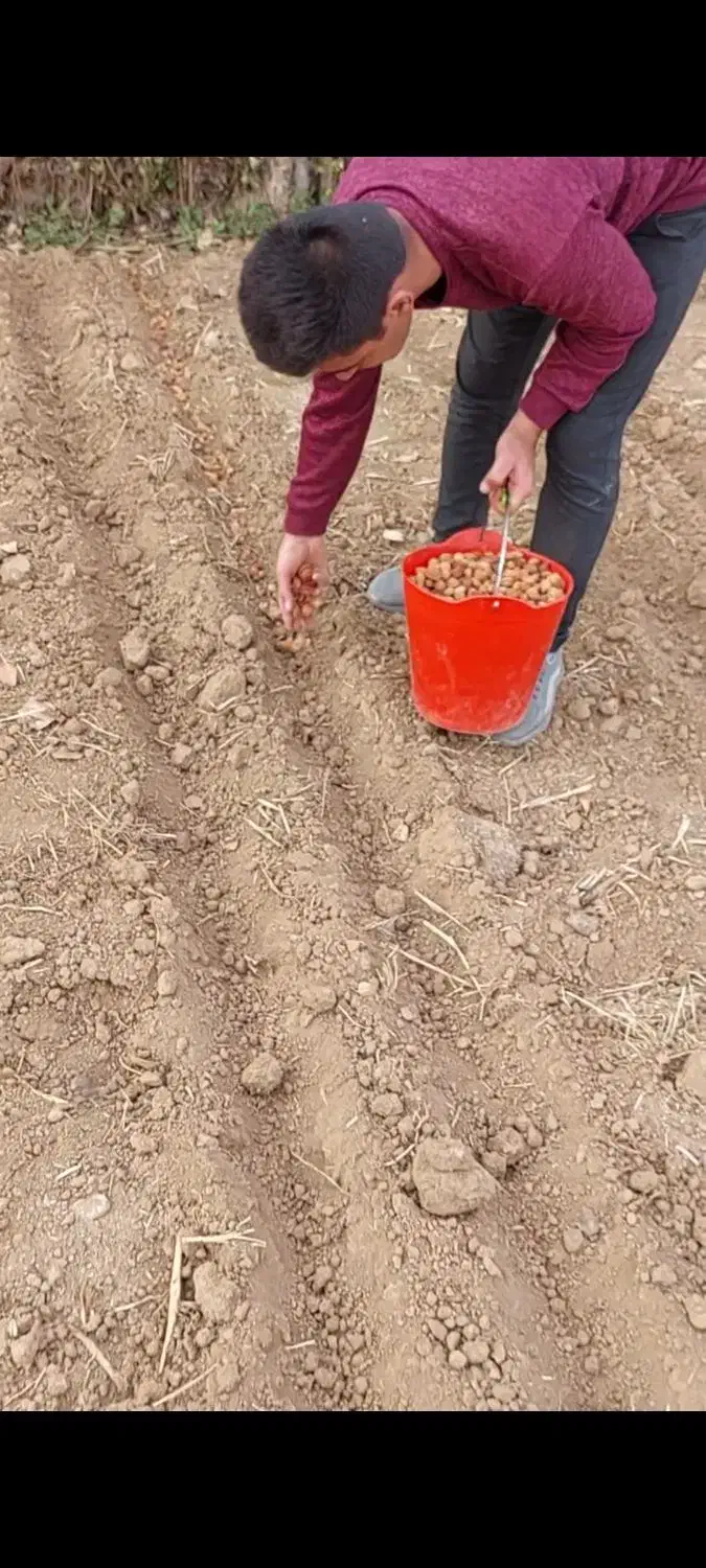 فروش بذر شفتالو و بادام و...جهت احداث نهالستان|خدمات باغبانی و درختکاری|پارس‌آباد, |دیوار