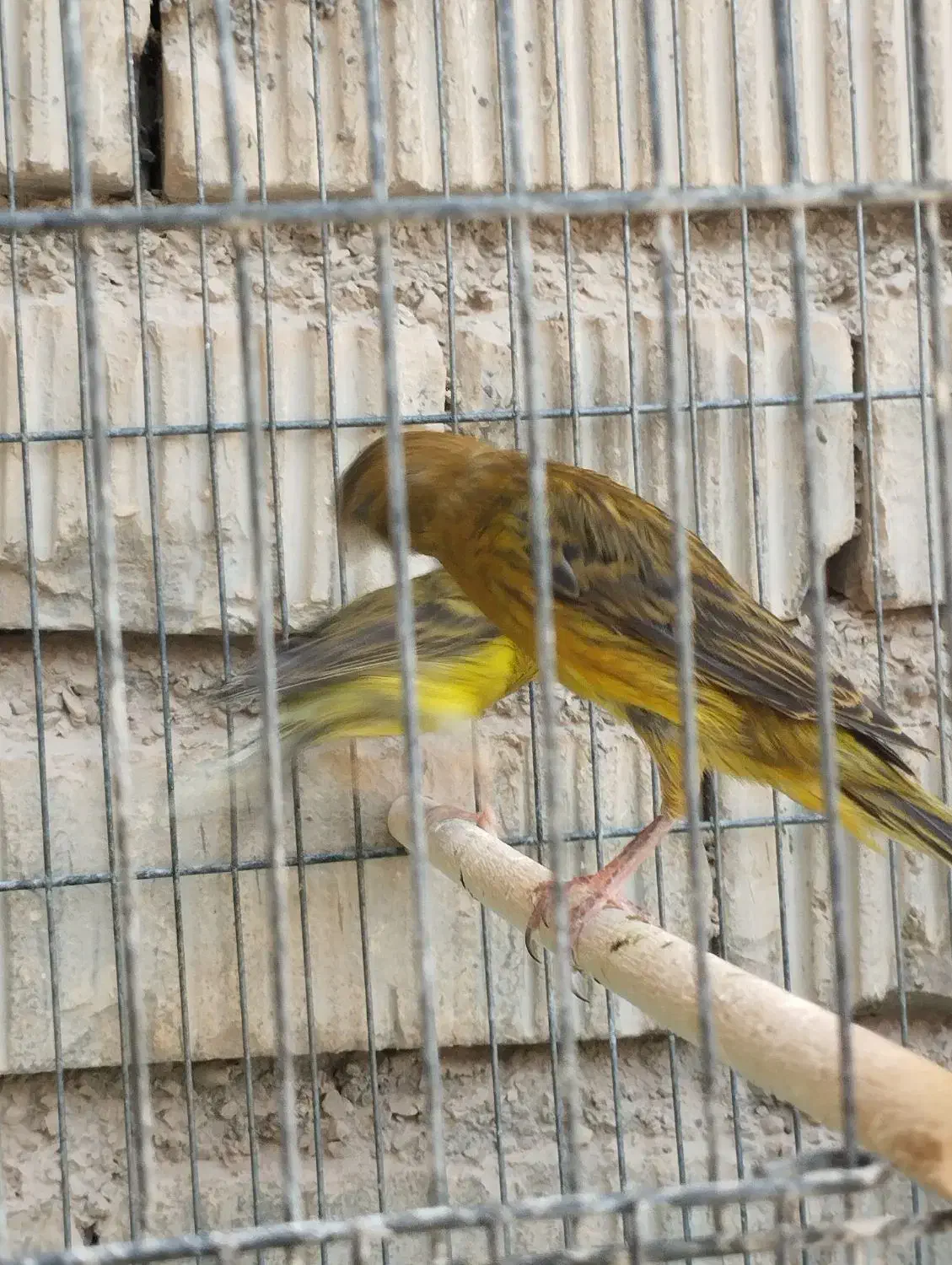 قناری|پرنده|شیراز, کرونی(خاتونک)|دیوار