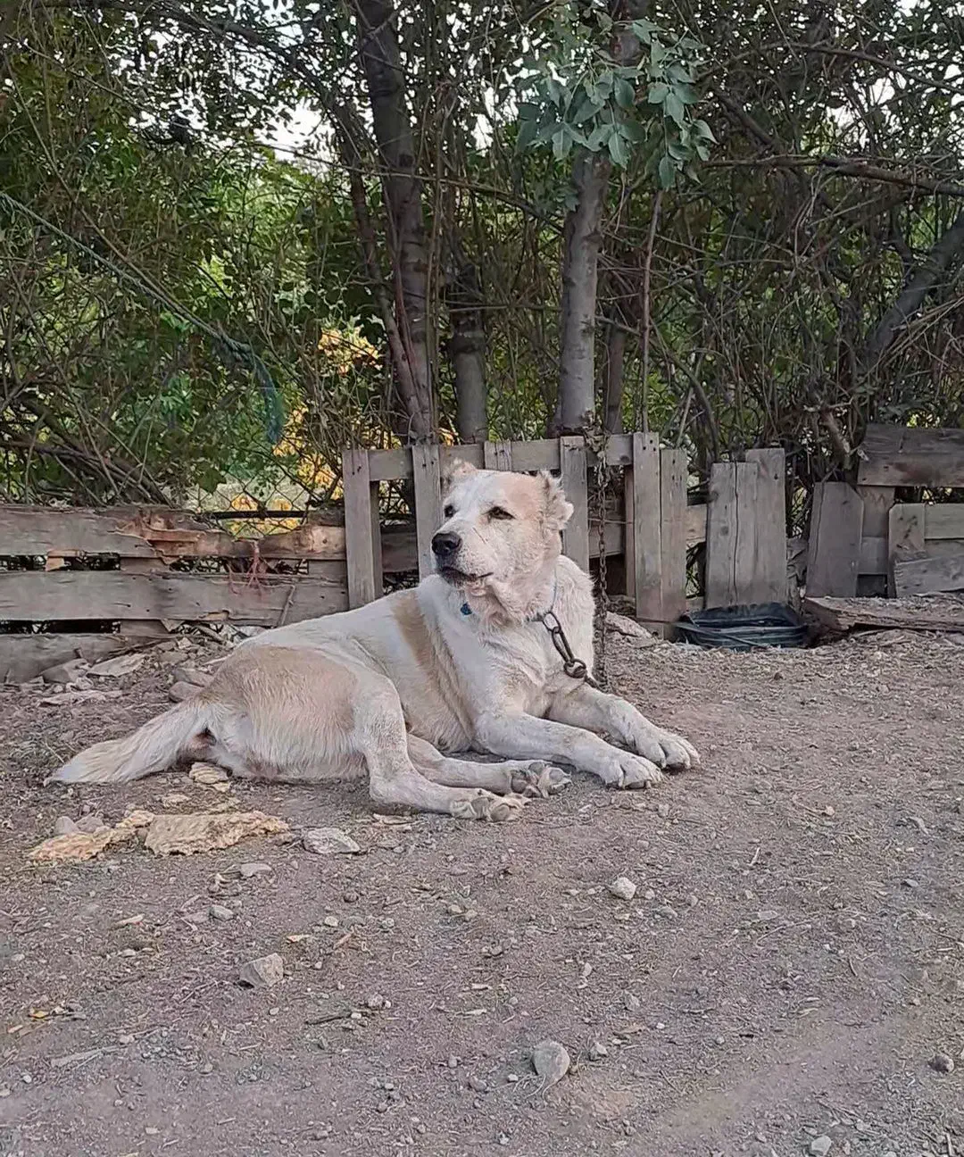واگذاری توله|سگ|محمدیه-قزوین, |دیوار